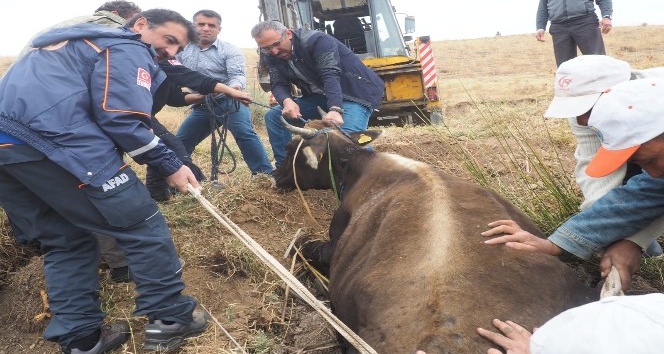 AFAD’dan inek kurtarma operasyonu