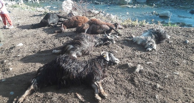 Bingöl’de kurt ağıla girdi, 24 hayvan telef oldu