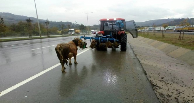 Trafik polisinden hayvana eziyet eden traktör sürücüsüne ceza