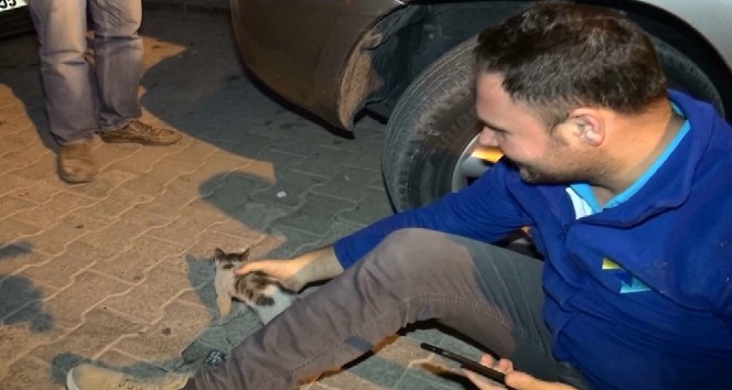 Aracın motor kısmına sıkışan yavru kedileri vatandaşlar kurtardı