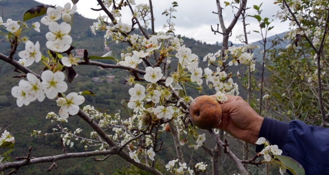Ordu&#039;da armut ağacı meyvesi üzerinde çiçek açtı
