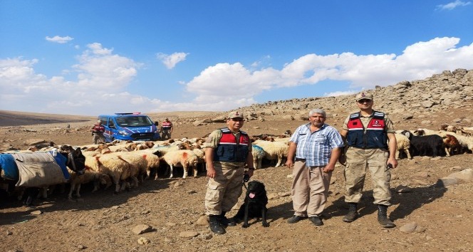 Kaybolan koyunlar jandarma tarafından bulunarak sahibine teslim edildi