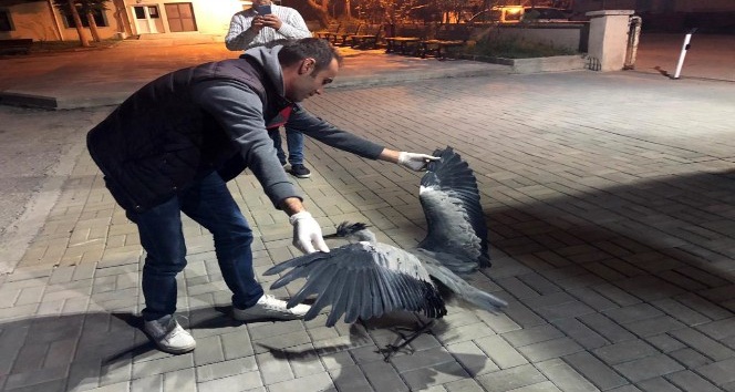 Bitkin vaziyette bulunan gri balıkçıl kuşu tedavi edildi