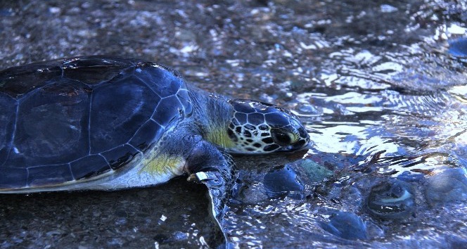 Tedavisi tamamlanan deniz kaplumbağaları denize salındı