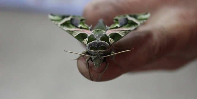 Tüm dünyada ender rastlanıyor: İstanbul’da bulundu