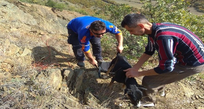 Kayalıklarda mahsur kalan av köpeğini AFAD ekipleri kurtardı