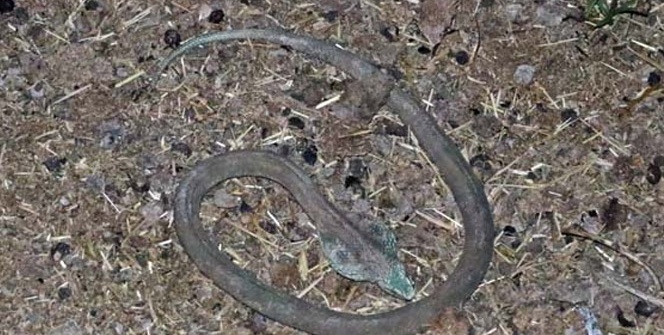 Yangında kobra yılanı bulundu, korku ikiye katlandı