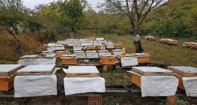 Anzer balı ile yarışacak