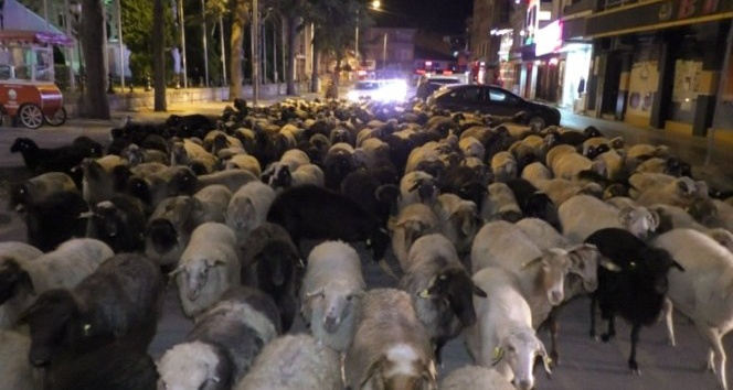 Şehir merkezinden koyun sürüsü geçti