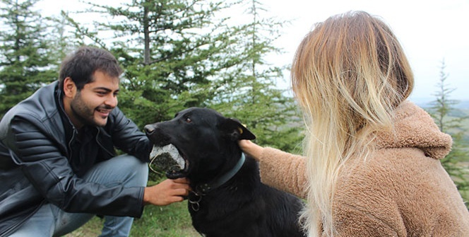 Yavrularını kaybeden köpek, ağzındaki taşı yavrusu sanıyor