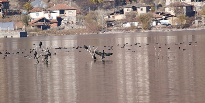 Enerji üretimi için kurulmuştu... Yeni kuş cenneti oldu