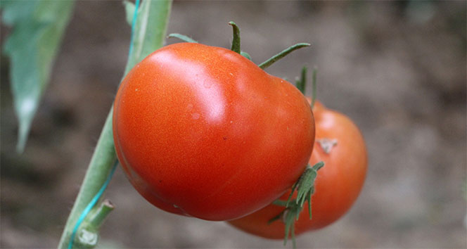 Türkiye&#039;nin domates merkezinden tüketiciye müjdeli haber