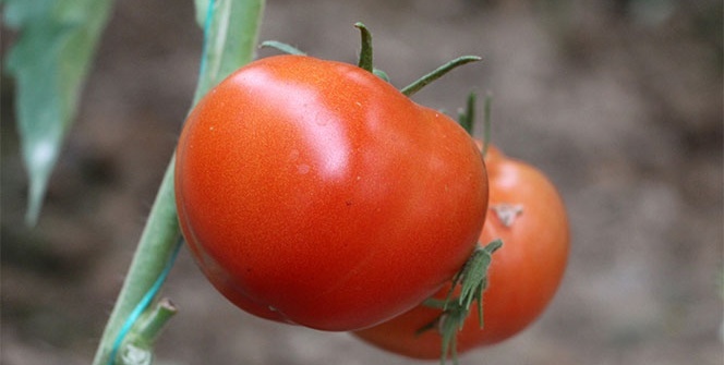 Müjdeli haber geldi! Fiyatı düşecek...