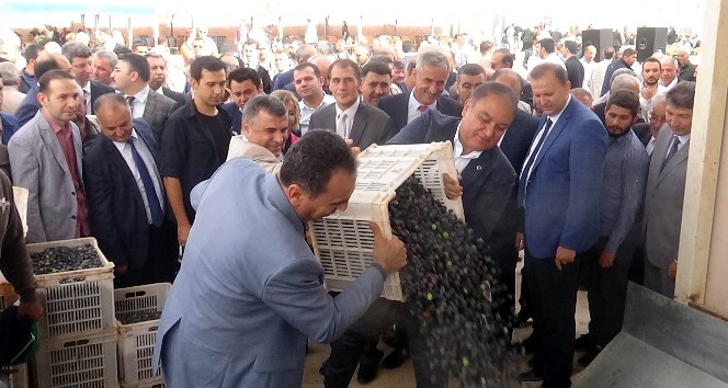 ABD’ye organik zeytin yağı Kilis’ten gidecek