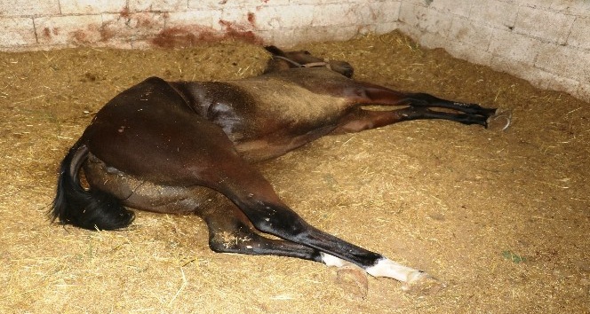 Şanlıurfa’da yarış atı ölümleri sürüyor