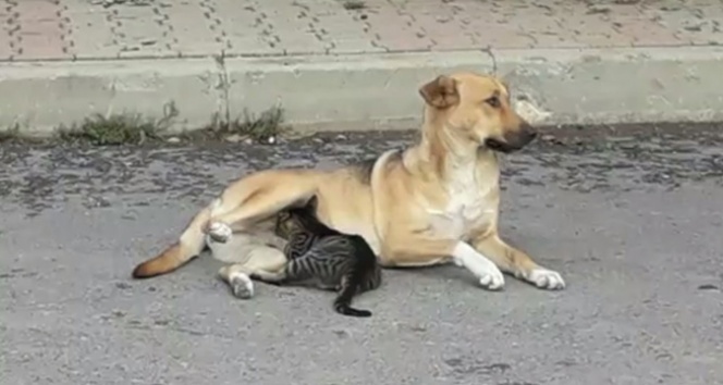 Köpekten yavru kediye anne şefkati