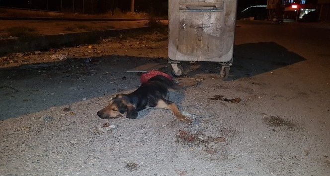 Osmaniye’de köpek katliamı