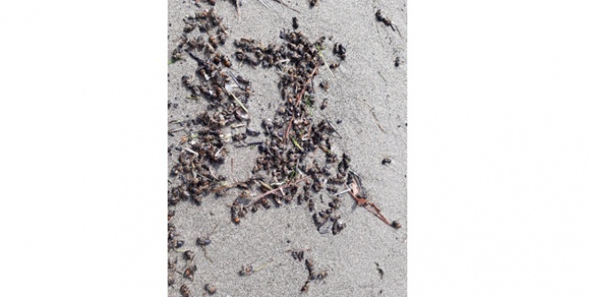 Sahilde onları gören şoke oldu!