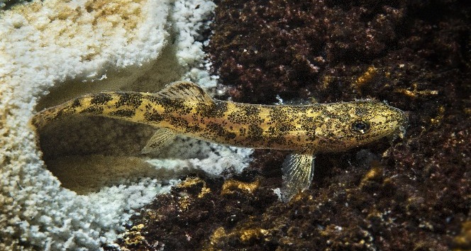 Van Gölü’nde yeni bir balık türü keşfedildi