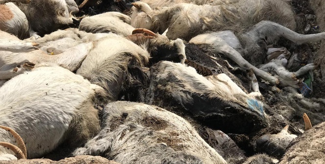 Önce aç bıraktılar, sonra bir çukura atıp yaktılar!