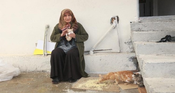 Yaşamını 30 kedi ile sürdüren yaşlı kadın yardım bekliyor