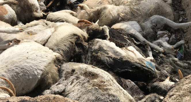 Denizli’de aç bırakıldığı öne sürülen keçiler telef oldu
