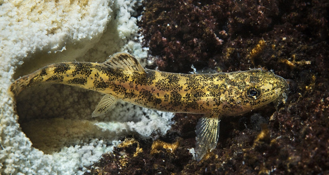 Van Gölü’nde yeni bir balık türü keşfedildi