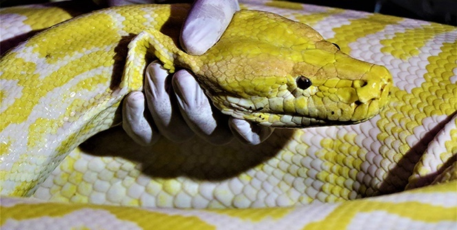 Dev piton böyle görüntülendi!