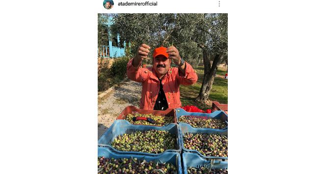 Ünlü komedyen kendi yetiştirdiği zeytinleri hasat etti