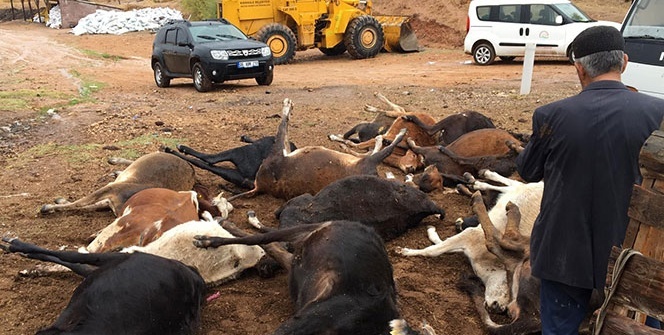 Hayvanlara yem ve su vermek için gitmişti... Hayatının şokunu yaşadı