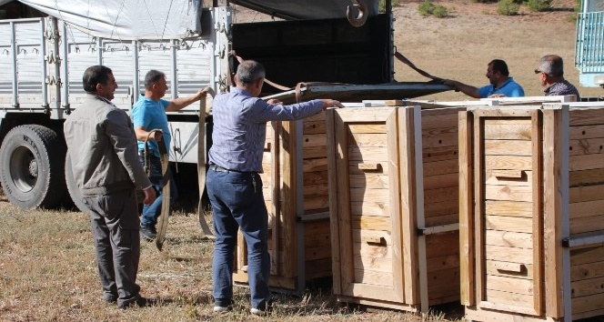 Gümüşhane’de 4 Kızıl Geyik daha doğaya salındı