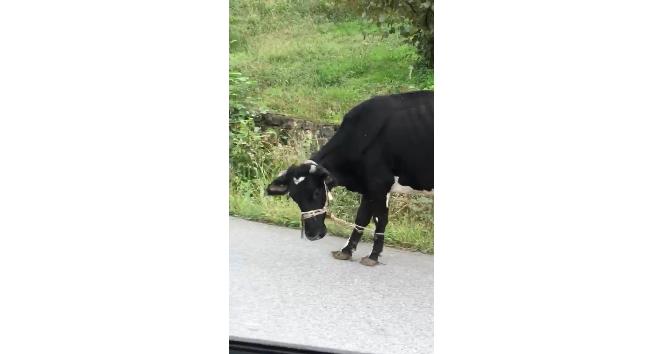 Giresun’da ineklere işkence gibi uygulama ile ilgili inceleme başlatıldı