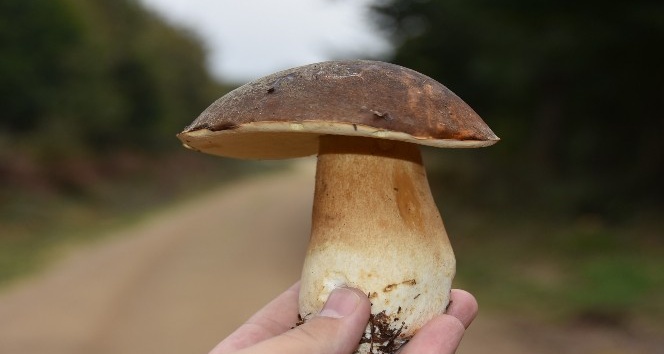 Mantar geçim kaynağı oldu