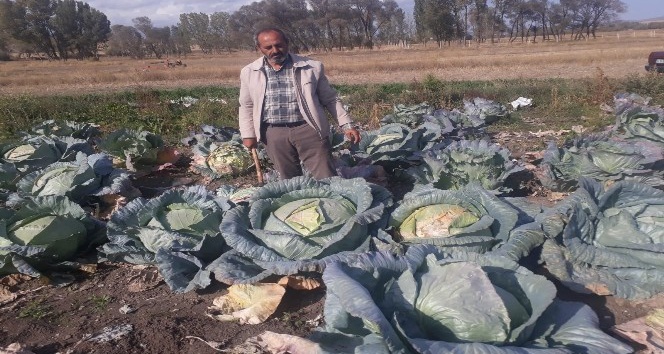 Yozgat’ın organik dev lahanaları görenleri şaşırtıyor