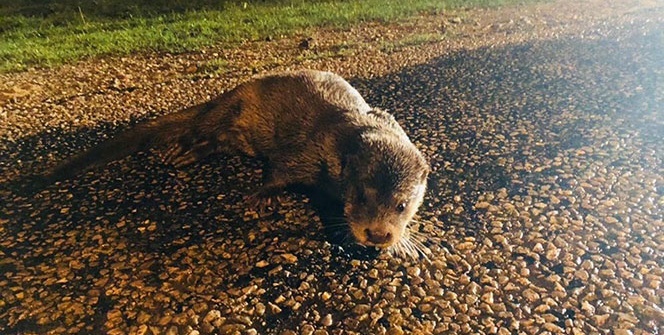 İlk defa görüntülendi! Bir anda canlandı ve...