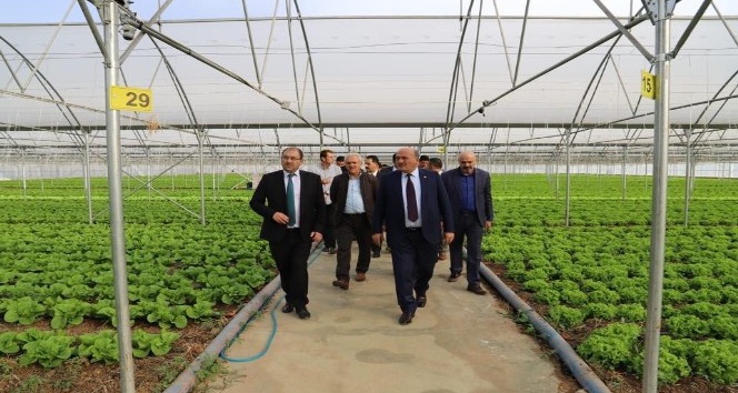 Erzincan Milletvekili Karaman sera işletmesini ziyaret etti