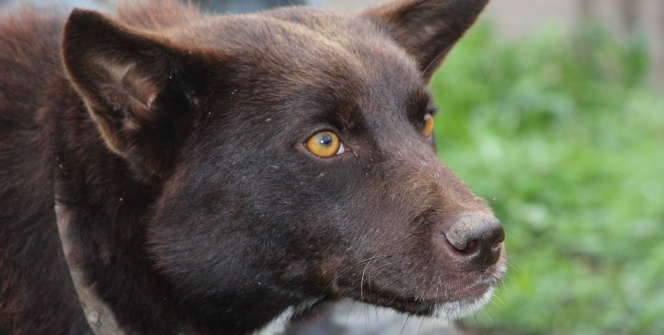 Nesli tükenmek üzere... Harekete geçildi