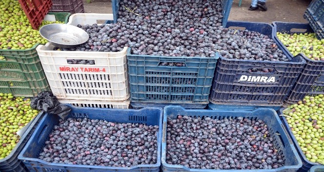 Kilis’te Sofralık Zeytin Piyasada