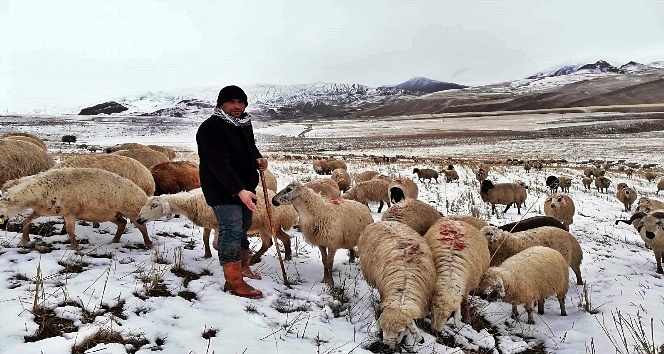 Erzincan’da kar nedeniyle koyun sürüleri yaylada mahsur kaldı