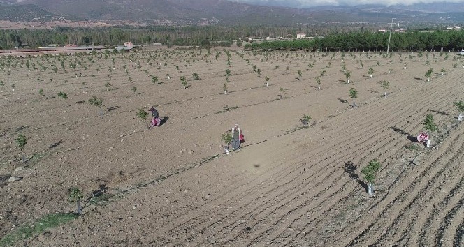 Amasya İl Özel İdaresi 197 dekarlık bahçede 3 bin ceviz ağacı yetiştiriyor