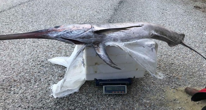 2 metre 30 santim boyunda kılıç balığı yakaladılar