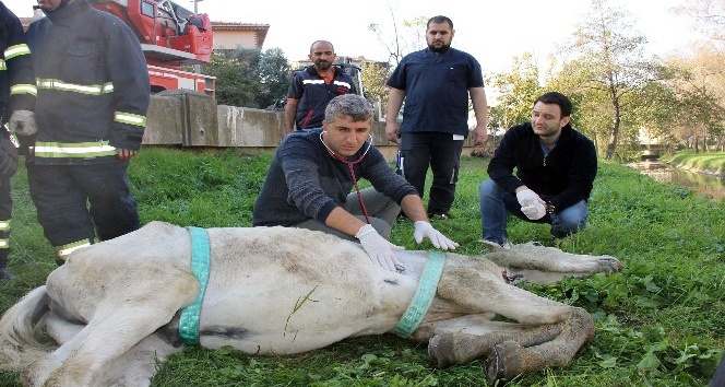 Yalova’da ölüme terk edilen atın imdadına belediye koştu
