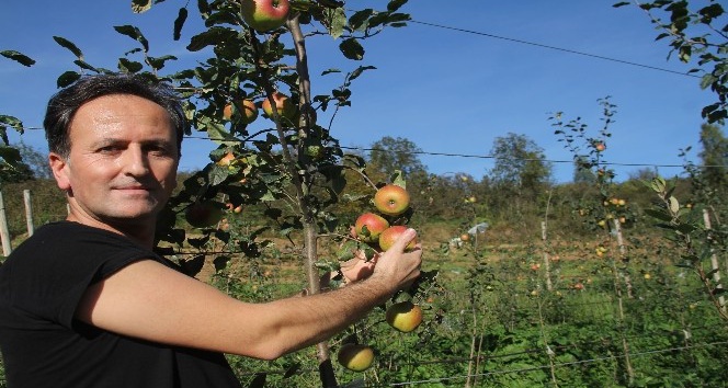 Amasya elmasına rakip Praziz elmasının hasadına başlandı