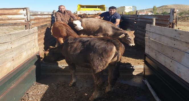 Sungurlu’da çiftçilere büyükbaş hayvan dağıtıldı