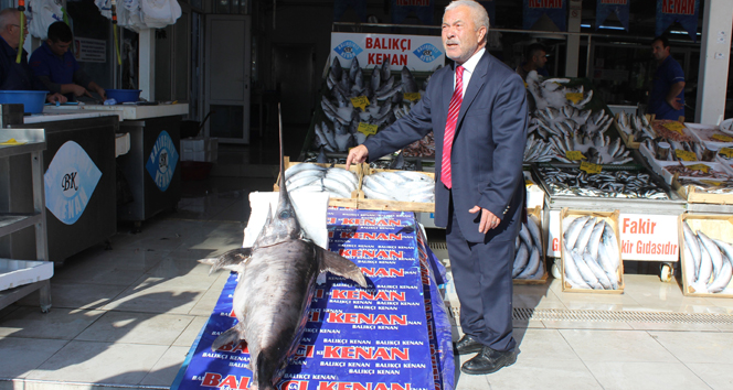 Dev Kılıç Balığı ağlara takıldı