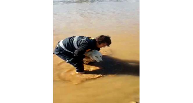 Cizre’de nehirde mahsur kalan köpeği itfaiye ekipleri kurtardı