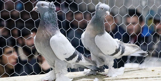 Kapış kapış gidiyor! Araba fiyatına güvercin