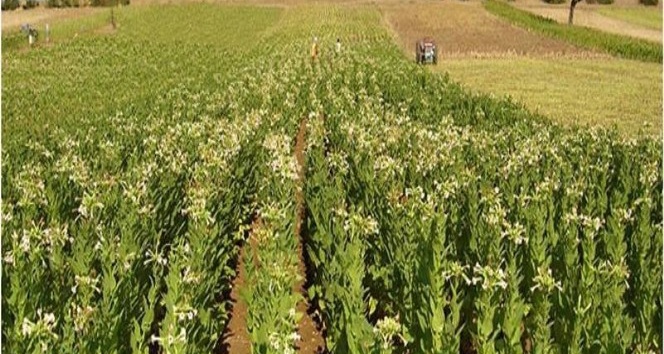 Tütün sektöründe tek tip paket ve kapalı dolap krizi
