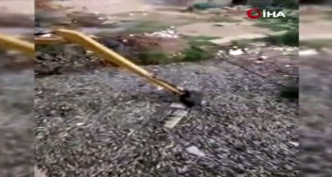 Binlerce ton balık telef oldu