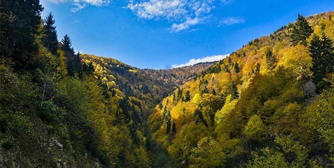 Örümcek Ormanlarında renk cümbüşü